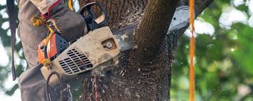 Best Tree Risk Assessment  in Kettering, MD