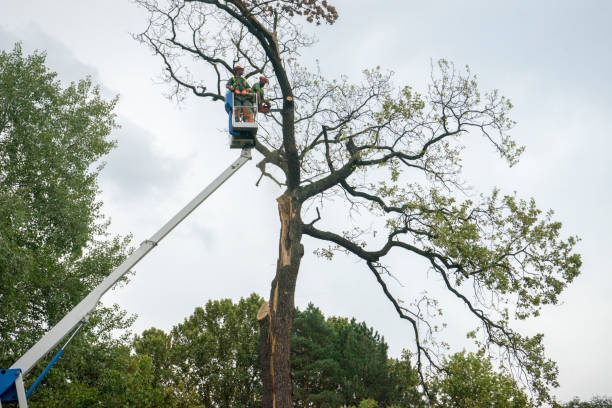 How Our Tree Care Process Works  in  Kettering, MD