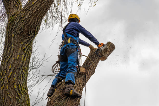 Best Storm Damage Tree Cleanup  in Kettering, MD