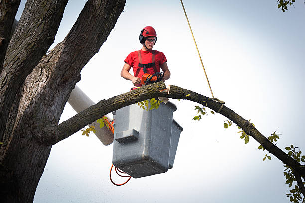 Best Stump Grinding and Removal  in Kettering, MD