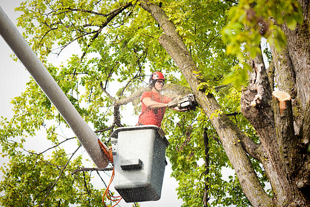 Best Commercial Tree Services  in Kettering, MD